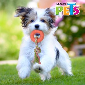 Fancy Pets Juguete Cuerda con Aro de Caucho para Perro
