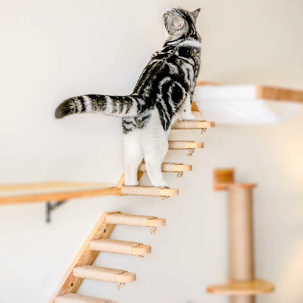 Escaleras de pared para gatos y estanterías de escalada en varias alturas - Imagen 3