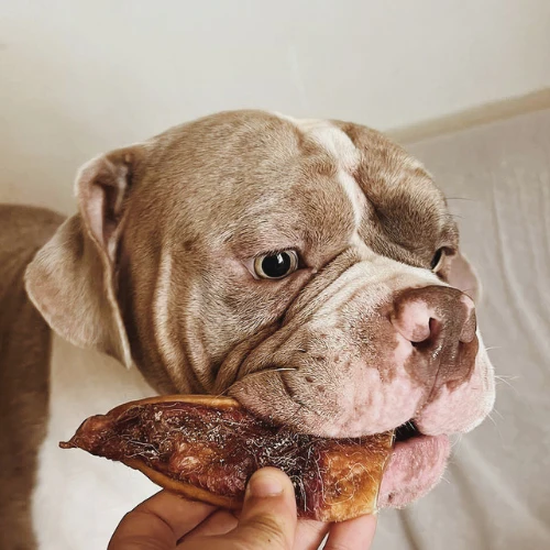 Cajita Snack PerriCocodrilos: Sorpresas Mensuales para Peludos Felices